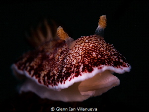 This nudibranch was standing on the "ledge" of a broken s... by Glenn Ian Villanueva 